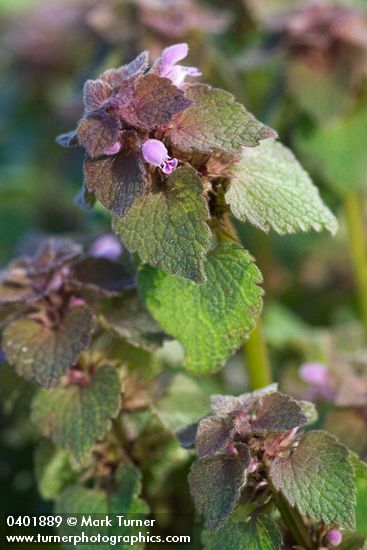 Lamium purpureum | Purple Dead-nettle | Wildflowers of the Pacific Northwest