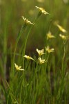 Lindley's Annual Microseris