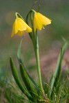 Yellow Bells