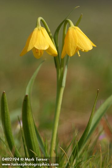 Yellow Bells