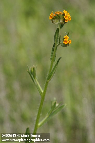 Amsinckia menziesii