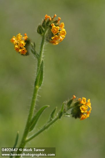 Amsinckia menziesii