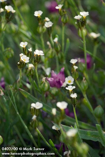 Douglas Sandwort