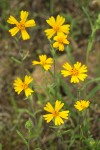 Common Madia