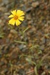 Common Madia