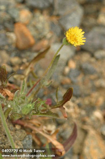 Agoseris apargioides