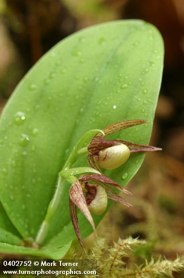 Clustered Lady's-slipper