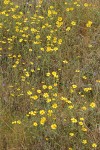 Common Madia
