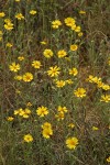 Common Madia