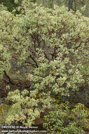 Whiteleaf Manzanita