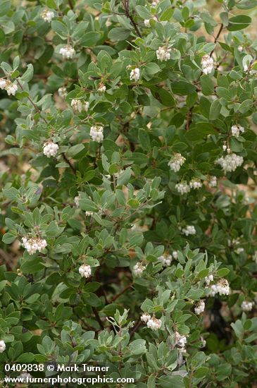 Hoary Manzanita