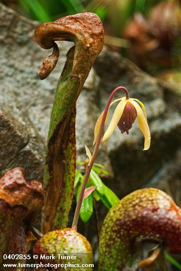 Darlingtonia californica