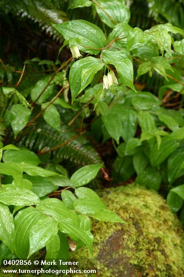 Prosartes smithii