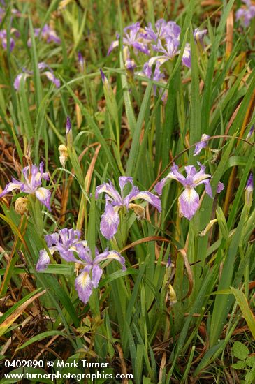 Douglas's Iris