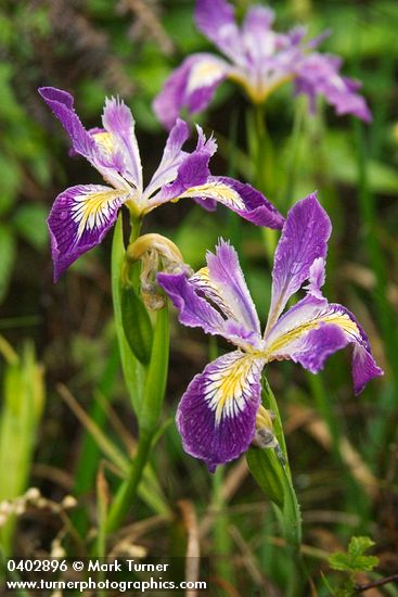 Douglas's Iris blossoms