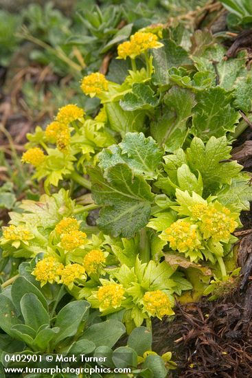 Footsteps of Spring