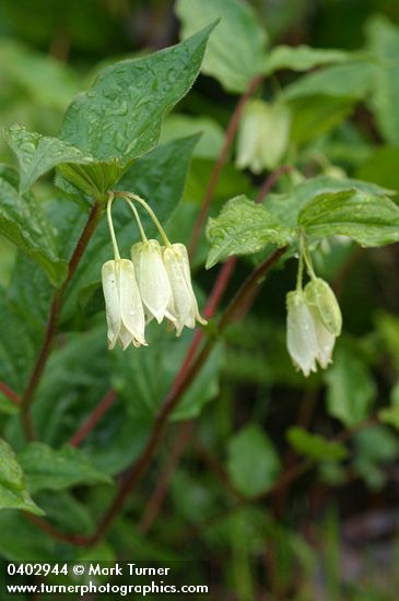 Prosartes smithii