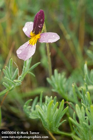 Viola beckwithii