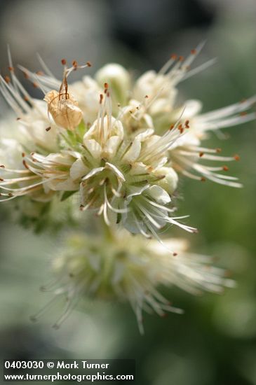 Phacelia corymbosa