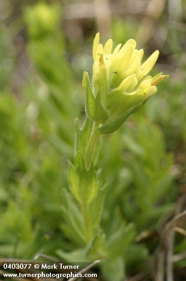Shortlobe Paintbrush (yellow form)