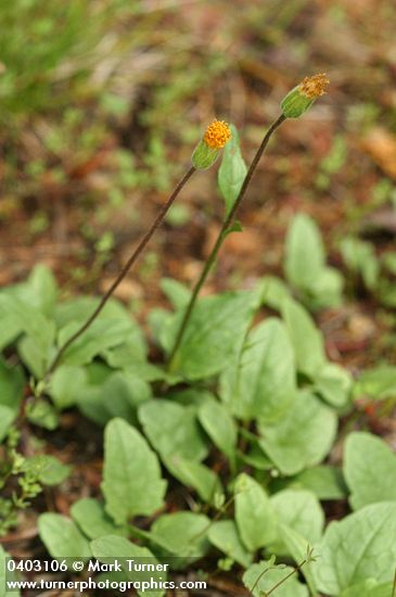 Klamath Arnica