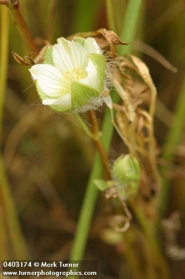 Limnanthes pumila ssp. grandiflora