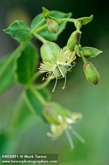 Silene campanulata