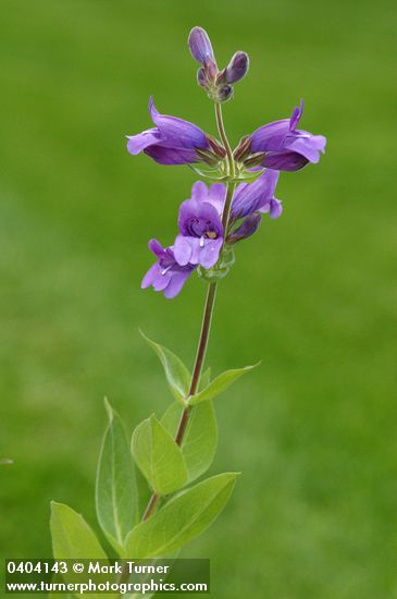 Sticky-stem Penstemon blossoms & foliage