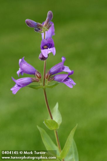 Sticky-stem Penstemon blossoms & foliage