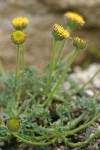 Rayless Daisy (from Steens Mtn)