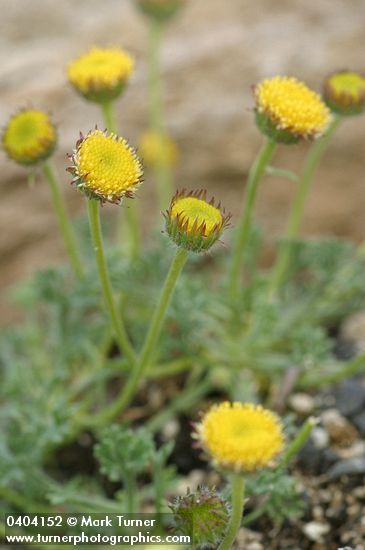 Rayless Daisy (from Steens Mtn)