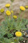Rayless Daisy (from Steens Mtn)