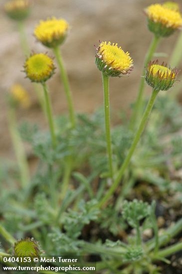 Rayless Daisy (from Steens Mtn)