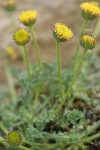 Rayless Daisy (from Steens Mtn)
