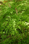 Scouler's Corydalis blossoms & foliage