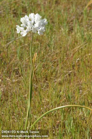 Bicolored Cluster Lily
