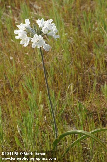 Bicolored Cluster Lily