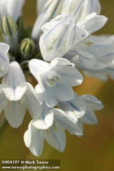 Bicolored Cluster Lily blossoms detail