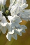 Bicolored Cluster Lily blossoms detail