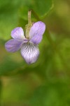 Howell's Violet
