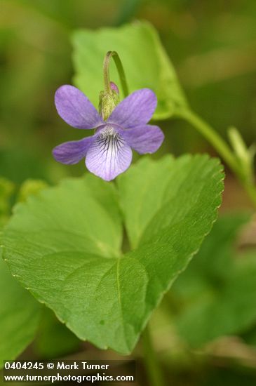 Viola howellii
