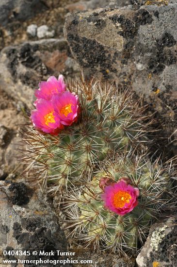 Pediocactus simpsonii