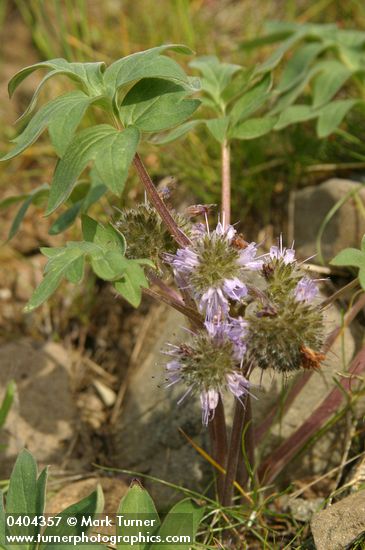 Hydrophyllum capitatum var. capitatum