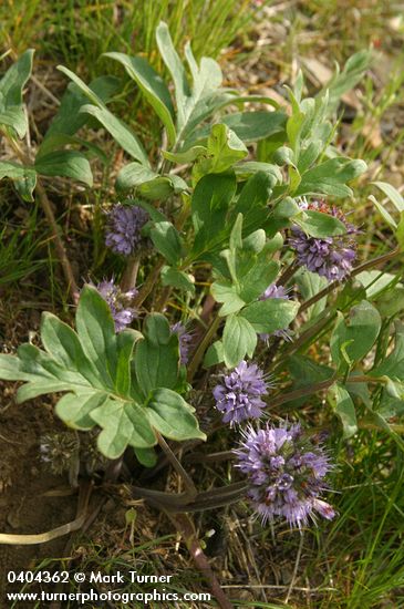 Hydrophyllum capitatum var. capitatum