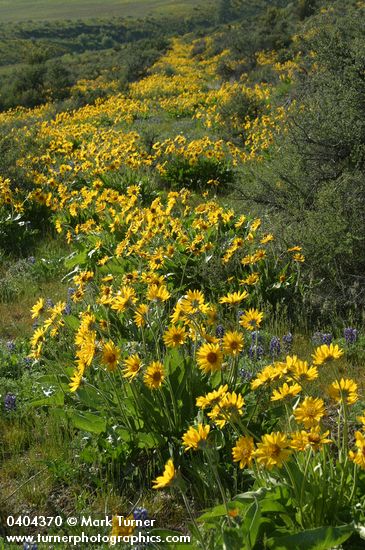 Arrow-leaved Balsamroot w/ Pacific Lupines among Bitterbrush on hillside