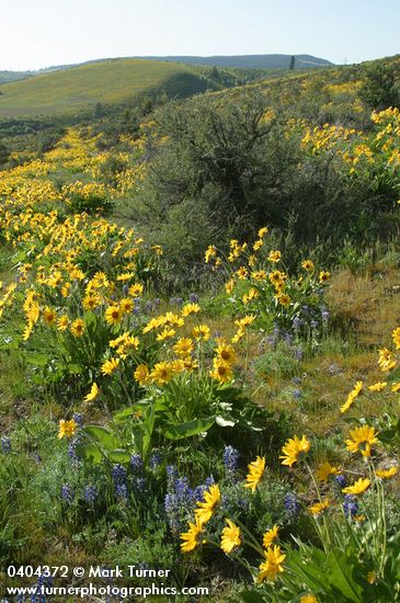 Arrow-leaved Balsamroot w/ Pacific Lupines among Bitterbrush on hillside