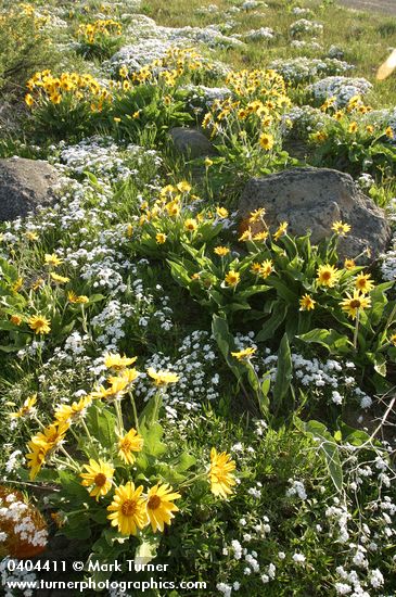 Arrow-leaved Balsamroot w/ Showy Phlox, wide-angle view