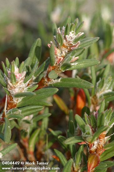 Polygonum paronychia