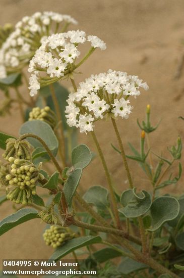 Abronia mellifera