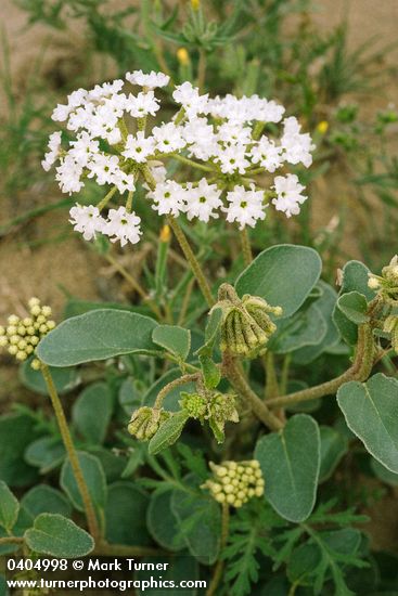 Abronia mellifera